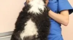 Proč nemůžete nést kočku nebo kočku pro korku